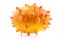 Kiwano fruit front on