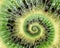 Kiwi abstract texture fractal spiral. Kiwi background. Abstract green black fruit fractal effect. Food incredible background. Funn