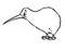 Kiwi bird contour illustration