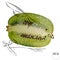 A kiwi bird drawn on the basis of kiwi fruit. One kiwi bird with