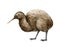 Kiwi bird watercolor illustration. Hand drawn apteryx native New Zealand avian. Kiwi bird realistic side view element