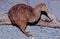 Kiwi, are flightless birds endemic to New Zealand