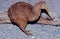 Kiwi, are flightless birds endemic to New Zealand