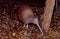 Kiwi, are flightless birds endemic to New Zealand