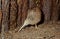 Kiwi, are flightless birds endemic to New Zealand