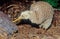 Kiwi, are flightless birds endemic to New Zealand