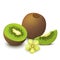 Kiwi fruit