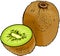 Kiwi fruit cartoon illustration