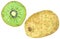 Kiwi fruit  clipart set. Hand drawn watercolor illustration