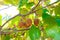 Kiwi fruit matures on a branch, through the leaves of the tree streams sunlight