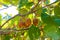 Kiwi fruit matures on a branch, through the leaves of the tree streams sunlight