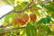 Kiwi fruit matures on a branch, through the leaves of the tree streams sunlight