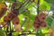 Kiwi fruit matures on a branch, through the leaves of the tree streams sunlight