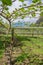 Kiwi fruit orchard in Kerikeri, New Zealand, NZ