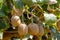 Kiwi fruits Actinidia chinensis grow close-up