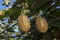 Kiwi fruits Actinidia chinensis grow close-up