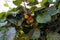 Kiwi fruits ripening on a tree