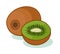 Kiwi isolated. Vector illustration.