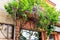 Kiwi plant creeping on wall of residential building