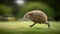 A Kiwi on a Sprint
