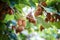 Kiwi tree with fruit and leaves