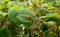 Kiwi tree sampling bud growth up