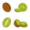 Kiwi, whole fruit, half and slices, vector illustration