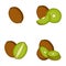 Kiwi, whole fruit, slice, vector illustration