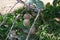 Kiwifruit ( Actinidia deliciosa ) cultivation. Actinidiaceae dioecious deciduous vine fruit tree.