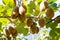 Kiwifruit growing in a garden