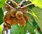 Kiwifruits in a garden