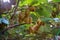 kiwis in a kiwi tree