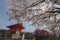 Kiyomizu temple and cherry blossom in Kyoto