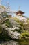 Kiyomizudera Buddhist temple with cherry