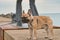 Klaipeda, Lithuania - december 27 2020: The french bulldog stands on a concrete floor with closed eyes.