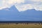 Klamath Basin Cows Grazing and Mountains