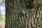 Kleiber, bird on a tree in winter Sitta europaea, European Nuthatch