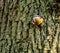 Kleiber, bird on a tree in winter Sitta europaea, European Nuthatch