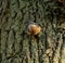 Kleiber, bird on a tree in winter Sitta europaea, European Nuthatch