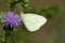 Klein koolwitje, Small White, Pieris rapae