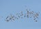 Kleine Alken vliegend boven pakijs; Little Auk\'s flying above pa