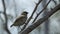 Kleine boomvink, Small tree finch, Camarhynchus parvulus