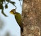 Kleine Geelkuifspecht, Lesser Yellownape, Picus chlorolophus