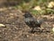 Kleine Grondvink, Small Ground-Finch, Geospiza fuliginosa