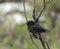 Kleine Grondvink, Small Ground-Finch, Geospiza fuliginosa