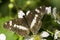 Kleine ijsvogelvlinder, White Admiral, Limenitis camilla