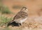 Kleine Kortteenleeuwerik, Lesser Short-toed Lark, Alaudala rufescens