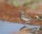 Kleine Kortteenleeuwerik, Lesser Short-toed Lark, Alaudala rufescens apetzii