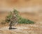 Kleine Kortteenleeuwerik, Lesser Short-toed Lark, Alaudala rufescens apetzii