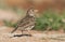 Kleine Kortteenleeuwerik, Lesser Short-toed Lark, Alaudala rufescens apetzii